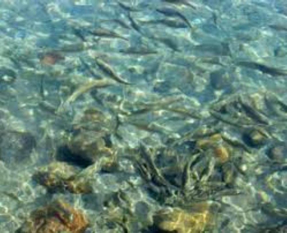 Sarıot Kaplıcası kaplıca fotoğrafı 3